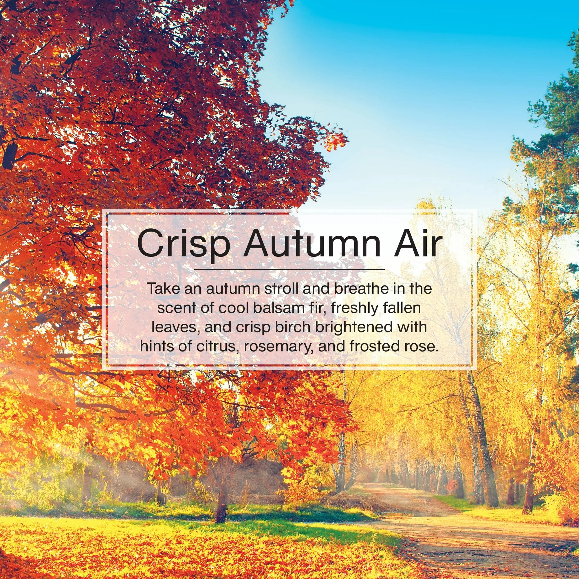 Little Trees Air Freshener- Crisp Autumn Air- 3 Pack