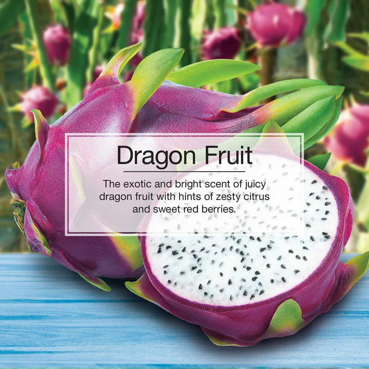 Informational Banner for Little Trees Dragon Fruit Scent