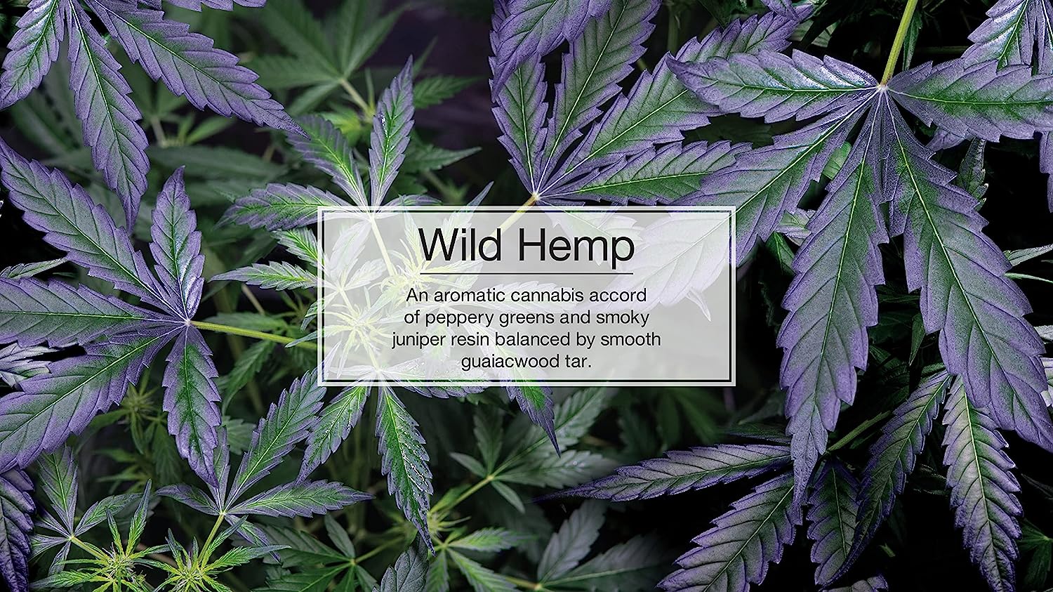 Informational Banner for Little Trees Wild Hemp Scent