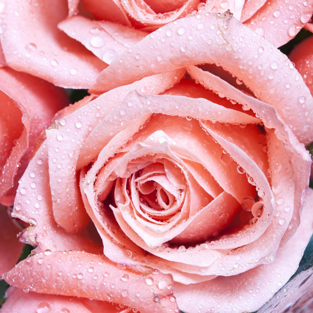 Rose Fragrance Poster