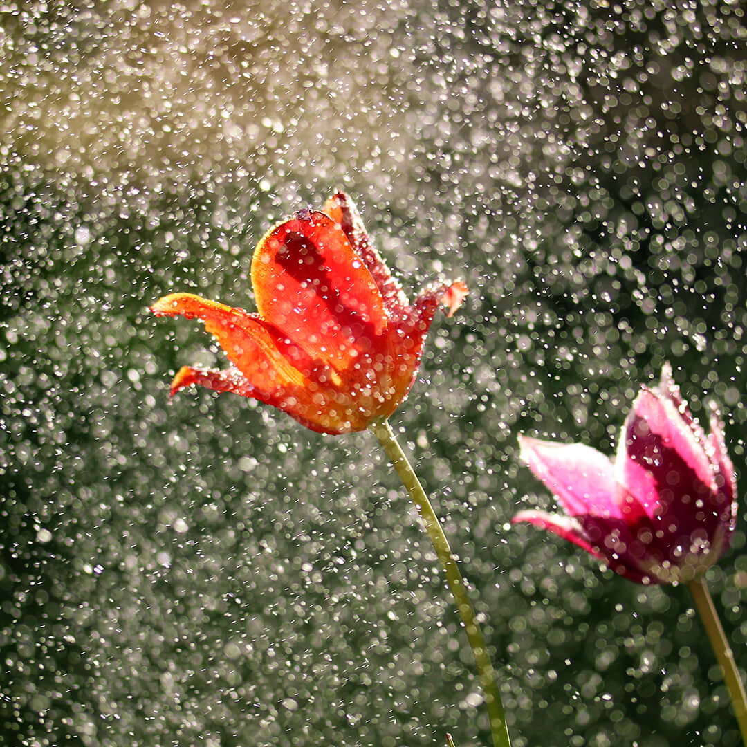 Spring Rain Fragrance Poster