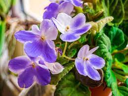 African Violet Fragrance Poster