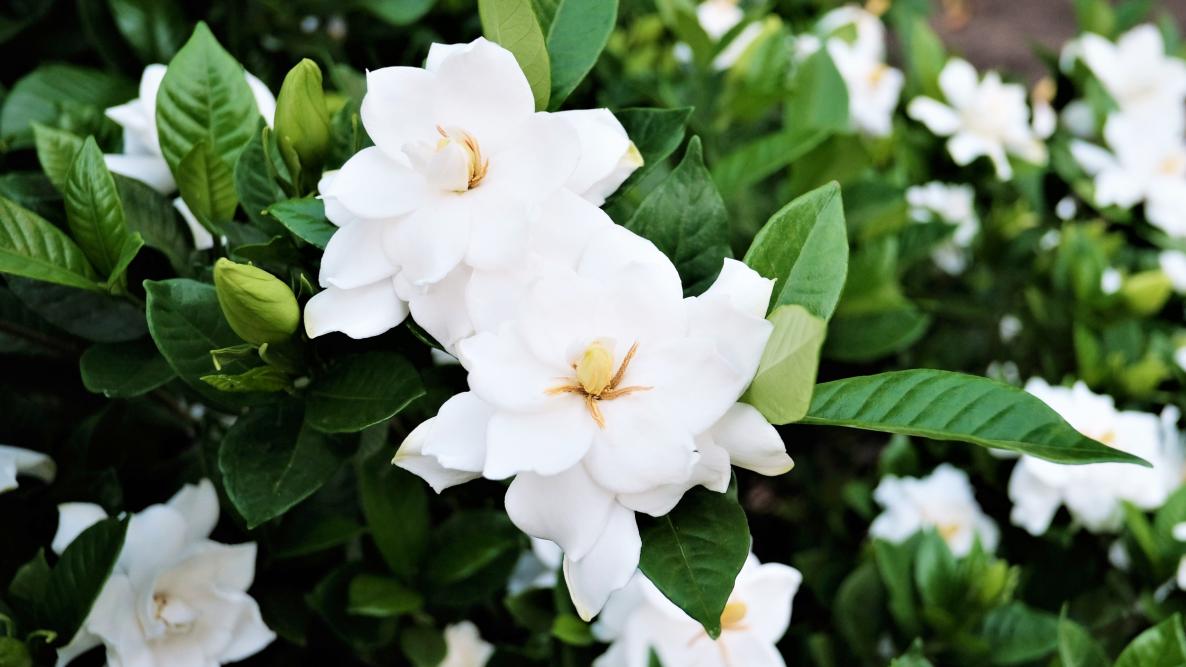 Gardenia Fragrance Poster