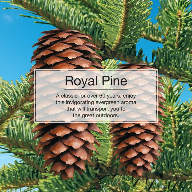     Informational-Banner-About-Little-Trees-Royal-Pine-Air-Freshener