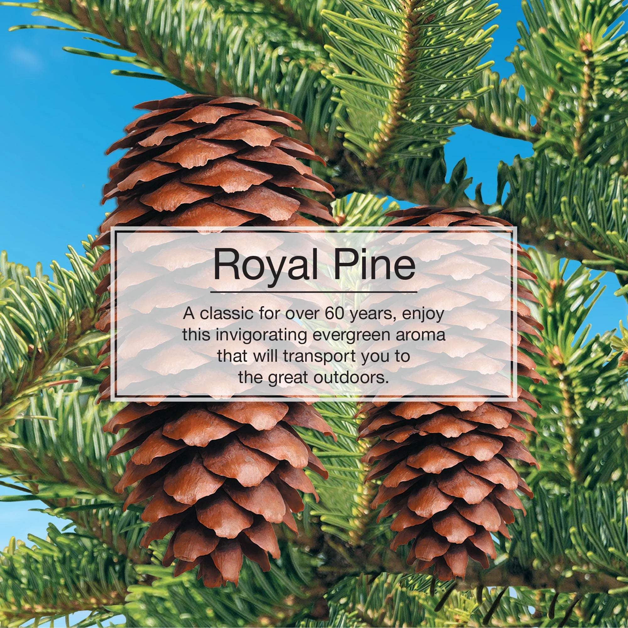 Informational Banner About Little Trees Royal Pine Air Freshener