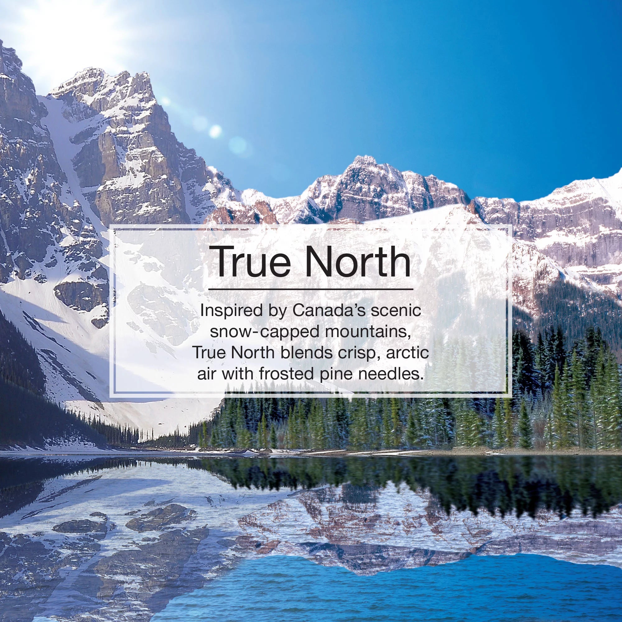 Informational Banner About True North Little Tree