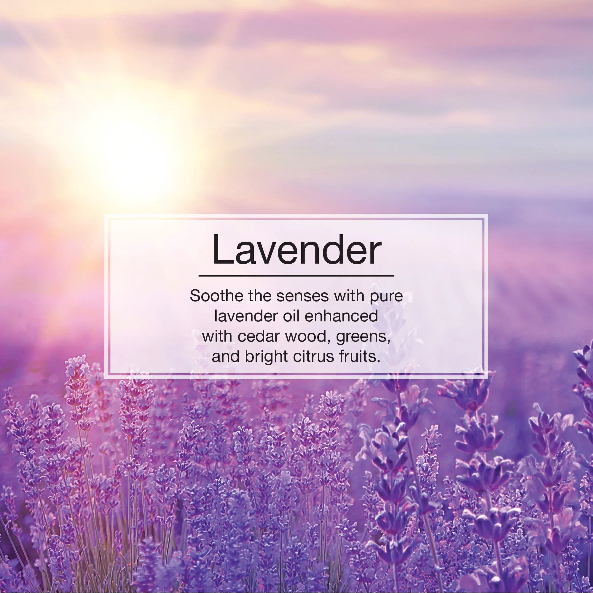 Informational Banner for Lavender Little Tree Scent