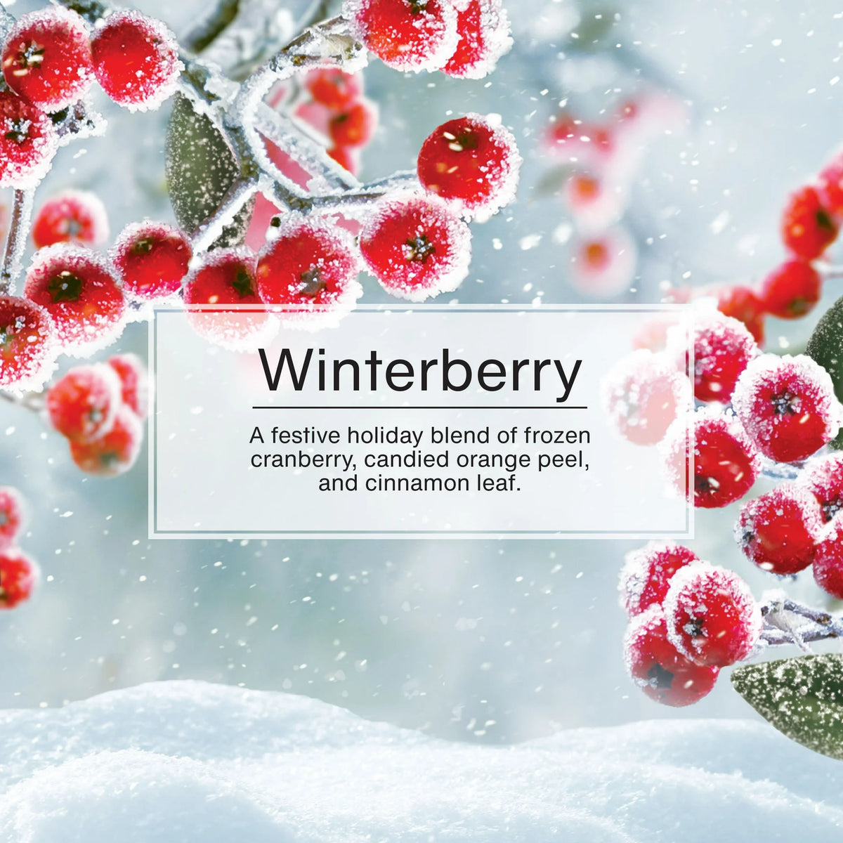 Little Trees Air Freshener- Winterberry- 3 Pack