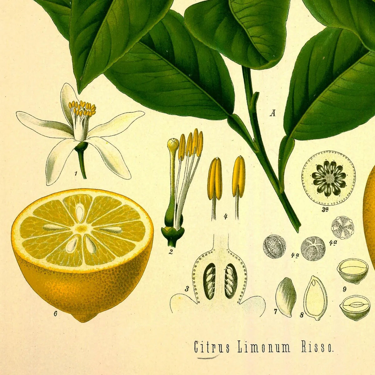 Lemon Fragrance Poster