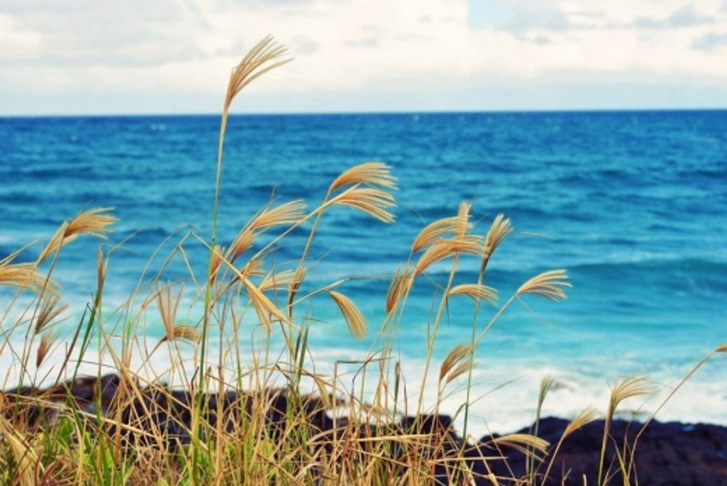 Gale Warning: When Winds Turn Coastal Waters Wild